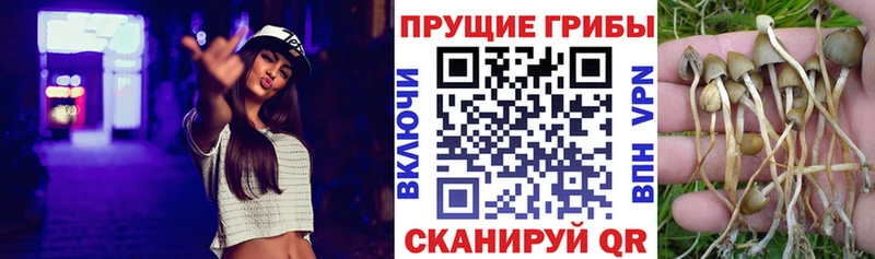 Галлюциногенные грибы MAGIC MUSHROOMS  купить наркоту  Куйбышев 